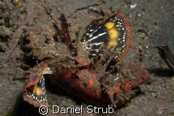 Devil scorpion fish by Daniel Strub 